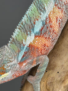 AMBILOBE Panther Chameleon male: (E7)