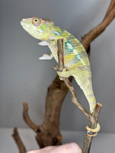 Load image into Gallery viewer, AMBILOBE Panther Chameleon: (E16)
