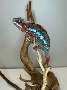 AMILOBE Panther Chameleon: (E34)