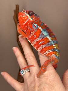 AMBILOBE Panther Chameleon: (E16)