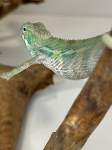 Ambilobe Male Panther Chameleon: Flash x Opal (E19)