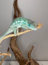 Load image into Gallery viewer, AMBANJA Panther Chameleon: (E4)

