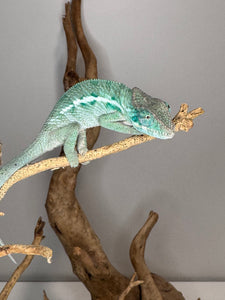 AMBANJA Panther Chameleon: (E4)