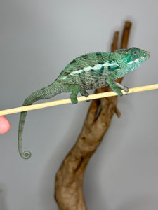 AMBANJA Panther Chameleon: (E7)