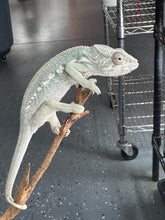 Load image into Gallery viewer, AMBILOBE FEMALE Panther Chameleon: 🚺 (E30)
