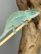 Load image into Gallery viewer, NOSY BE Panther Chameleon male: (E28)
