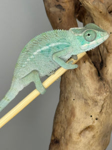 NOSY BE Panther Chameleon male: (E28)