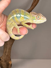 Load image into Gallery viewer, AMBILOBE Panther Chameleon: (E16)
