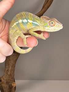 AMBILOBE Panther Chameleon: (E16)