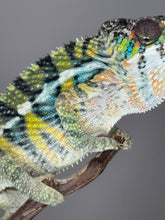 Load image into Gallery viewer, AMBILOBE Panther Chameleon: (E16)
