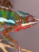 Load image into Gallery viewer, AMBILOBE Panther Chameleon: (B3)
