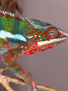 AMBILOBE Panther Chameleon: (B3)