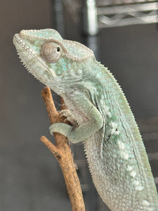 AMBILOBE FEMALE Panther Chameleon: 🚺 (E30)