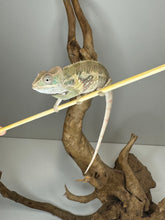 Load image into Gallery viewer, AMBILOBE Panther Chameleon male: (E1)
