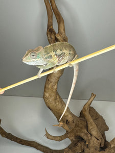 AMBILOBE Panther Chameleon male: (E1)