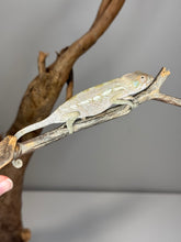 Load image into Gallery viewer, AMBILOBE FEMALE Panther Chameleon: 🚺 (Q12)
