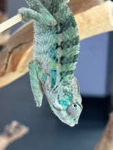 Load image into Gallery viewer, AMBILOBE Panther Chameleon: Starburst x Shirin (P1)
