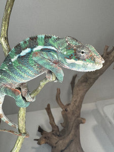 AMBILOBE Male Panther Chameleon: (E14)