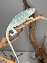 Load image into Gallery viewer, AMBILOBE Panther Chameleon: (E21)
