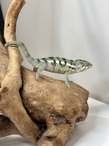 SAMBAVA Panther Chameleon: (E11)