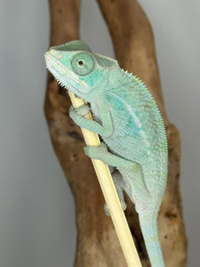 NOSY BE Panther Chameleon male: (E28)