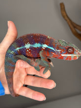 Load image into Gallery viewer, AMBANJA Panther Chameleon: (E23)
