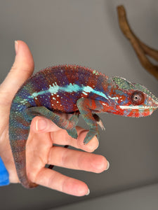 AMBANJA Panther Chameleon: (E23)