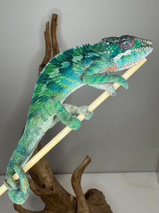 AMBILOBE Panther Chameleon: (E35)