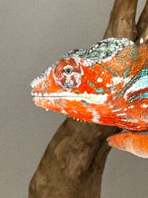 Load image into Gallery viewer, AMILOBE Panther Chameleon: (J7)
