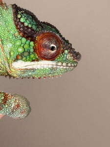 AMBANJA Panther Chameleon: (J8)