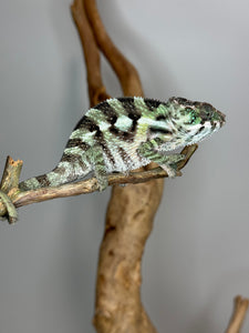 SAMBAVA Panther Chameleon: (E31)