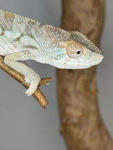 Load image into Gallery viewer, AMBILOBE FEMALE Panther Chameleon: 🚺 (E12)
