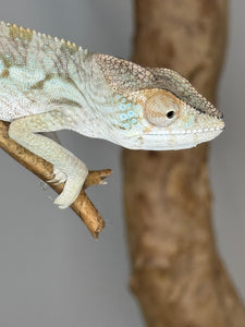 AMBILOBE FEMALE Panther Chameleon: 🚺 (E12)