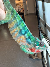 Load image into Gallery viewer, AMBILOBE Panther Chameleon: (E35)
