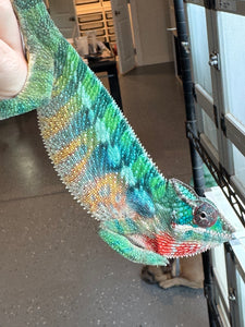 AMBILOBE Panther Chameleon: (E35)