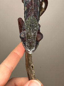 AMBANJA Panther Chameleon: (E15)