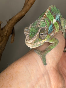 AMBILOBE Panther Chameleon male: (E6)