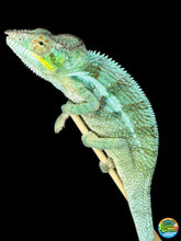 Load image into Gallery viewer, AMBANJA Panther Chameleon: (C4)
