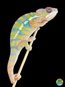 AMBILOBE Panther Chameleon: (E22)