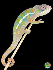 AMBILOBE Panther Chameleon: (E35)