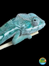 Load image into Gallery viewer, AMBILOBE Panther Chameleon: Frank x Sandy (Q1)
