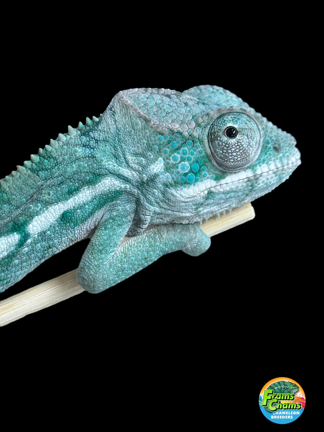 AMBILOBE Panther Chameleon: Frank x Sandy (Q1)