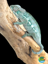 Load image into Gallery viewer, AMBILOBE Panther Chameleon: Frank x Sandy (Q8)
