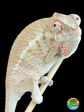 Load image into Gallery viewer, AMBANJA  FEMALE Panther Chameleon: Dubois x Ellie (S2)
