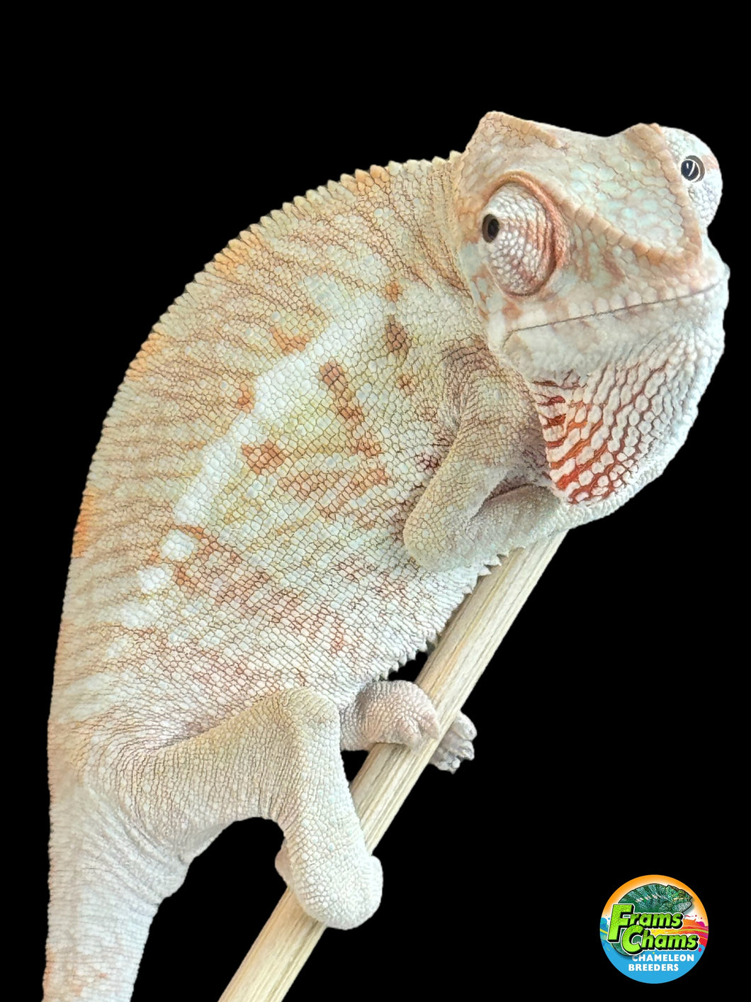 AMBANJA  FEMALE Panther Chameleon: Dubois x Ellie (S2)