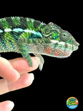 Load image into Gallery viewer, AMBILOBE Panther Chameleon: Frank x Sandy (C5)
