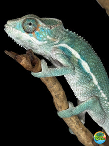 SURPRISE! Panther Chameleon: (E7)