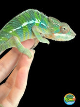 Load image into Gallery viewer, AMBILOBE Panther Chameleon: Frank x Sandy (J6)
