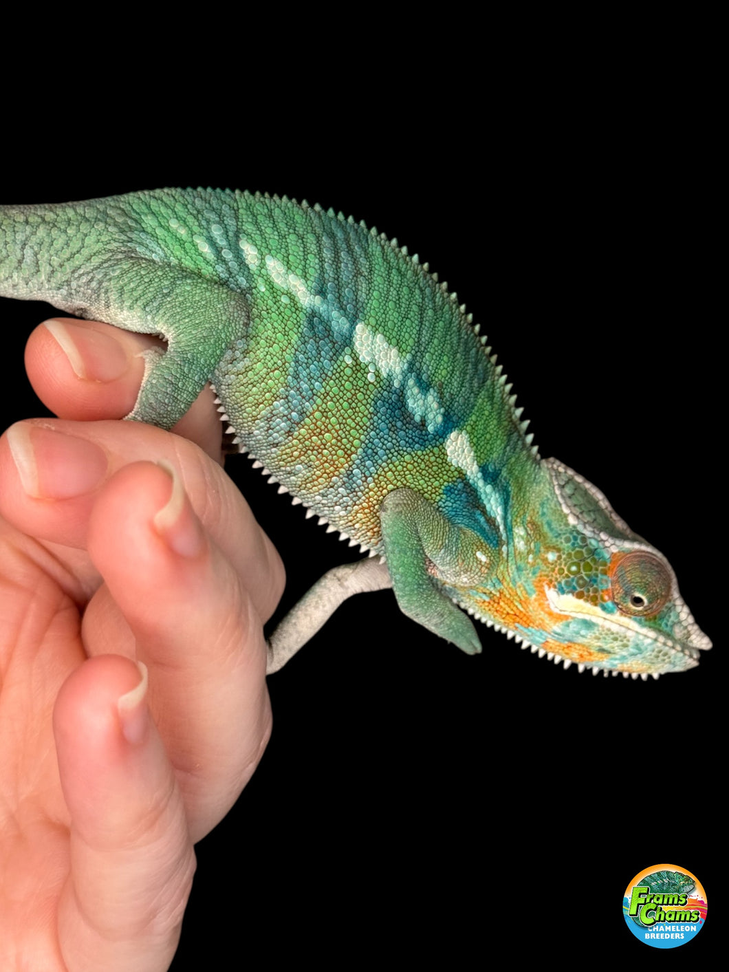 AMBILOBE Panther Chameleon: (E11)