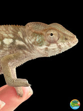 Load image into Gallery viewer, AMBILOBE FEMALE Panther Chameleon: 🚺 (O11)

